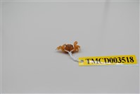 藏品(衛氏毛帶蟹)的圖片